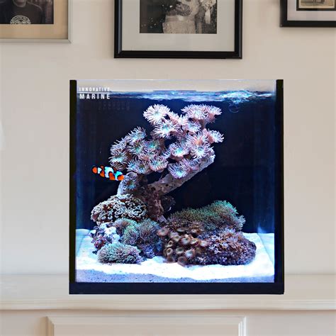 15 Gallon rimless cube AIO Aquarium Starter Kit - Nuvo Fusion Pro nano ...