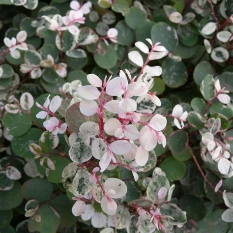 Hug A Plant | Snow Bush (Breynia disticha) - Ornamental Live Plant ...