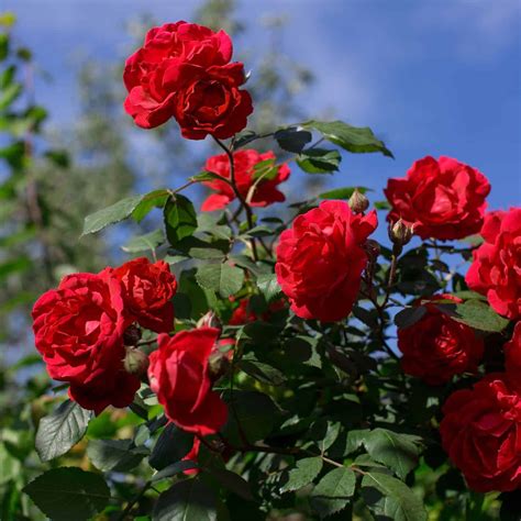 Red Rose Bush