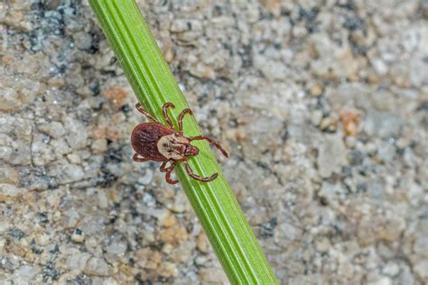 Michigan’s 5 most common ticks and how to prevent tick bites