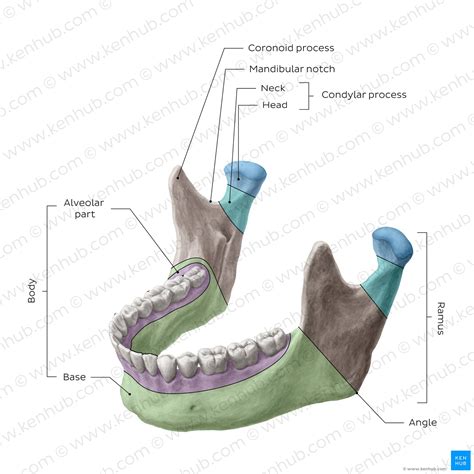 The mandible: Anatomy, structure, function | Kenhub