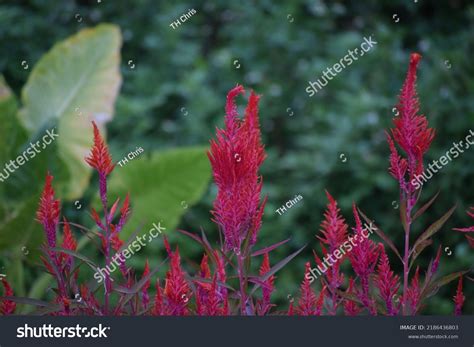 Cocks Comb Plant Celosia Stock Photo 2186436803 | Shutterstock