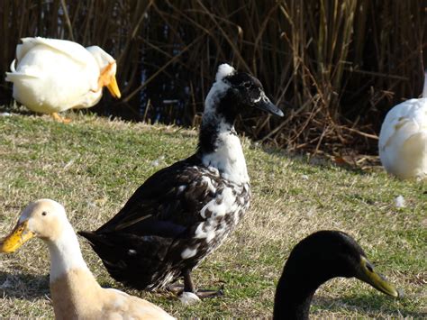 Travel with Us: Part 13 Winter Trip - Black Ducks!