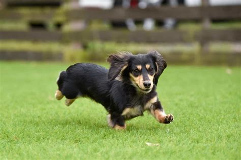 The Dachshund Lifespan: Average Life Expectancy And Common Health Issues