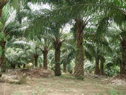 Horticulture :: Plantation Crops :: Oilpalm