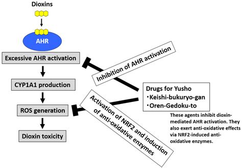 Aryl Hydrocarbon Receptor and Dioxin-Related Health Hazards—Lessons ...
