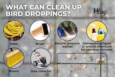 Image result for How to Remove Bird Poop