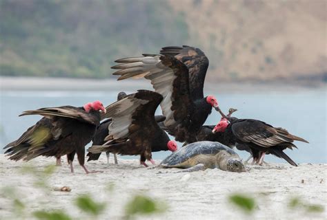 What Do Vultures Eat? 7 Foods In Their Diet - A-Z Animals