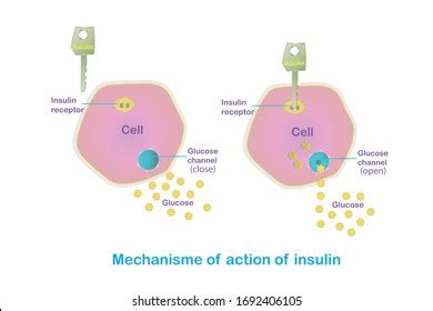Image result for Insulin Management Algorithm