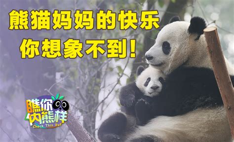 为什么大熊猫可以征服全人类？|界面新闻 · JMedia