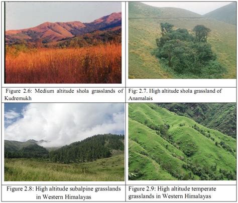 Grasslands of Anshi-Dandeli Tiger Reserve