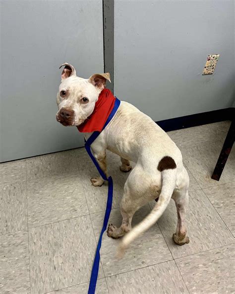 Lorain County Dog Kennel volunteers rally behind last dog waiting more ...