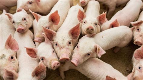 智慧养猪养殖系统设计建设 - 哔哩哔哩