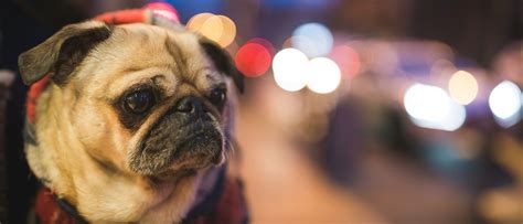 Oktoberfest München 2025: Termine, Zelte, Tipps & Highlights | a&o ...