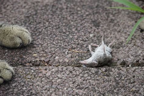 Image result for Predator Mouse Models