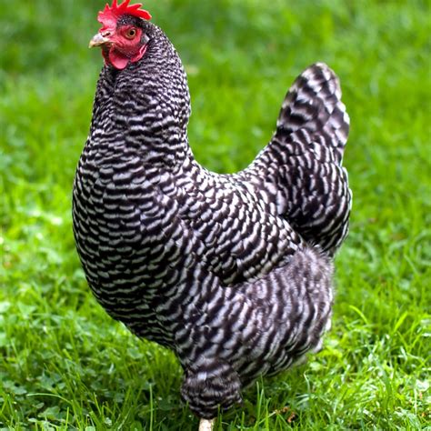 Barred Plymouth Rock Chicken