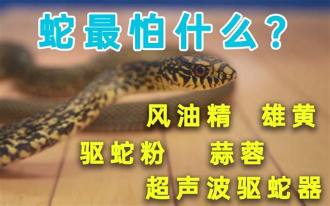 【王蛇】宠物蛇中最乖巧的蛇_哔哩哔哩_bilibili