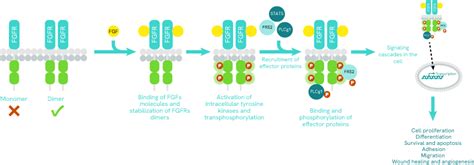 Impact of FGFRs dysregulation in oncogenic mechanisms. | Revvity