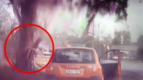 Tree Exploding From Cold 的图像结果