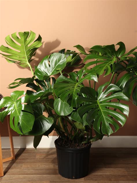 3-5 FT (Bigger) Monstera Deliciosa – Dahing Plants