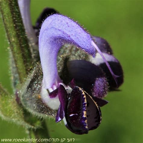 Salvia indica - מרווה כחולה, Indian Sage, Large-flowered Sage, Blue ...