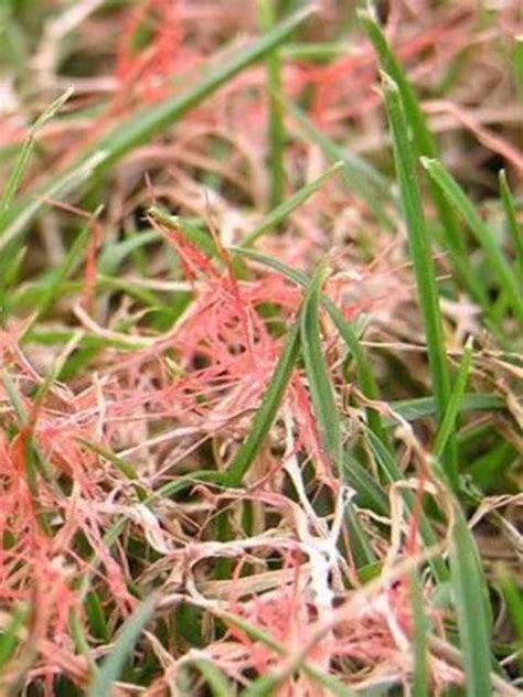 Image result for Red Thread Fungus Control