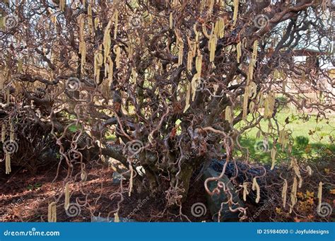 Pruning a Contorted Filbert Tree 的图像结果