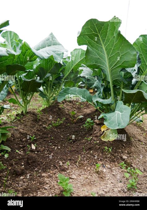 Vegetables Agriculture 的图像结果