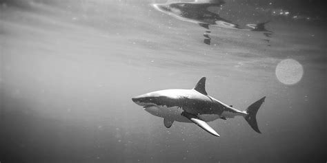 Great Black Shark