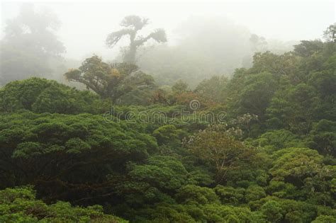亚马逊雨林，巴西，南美 库存照片. 图片 包括有 背包, 横向, 拉丁语, 本质, 面包, 热带, 生态 - 62047112