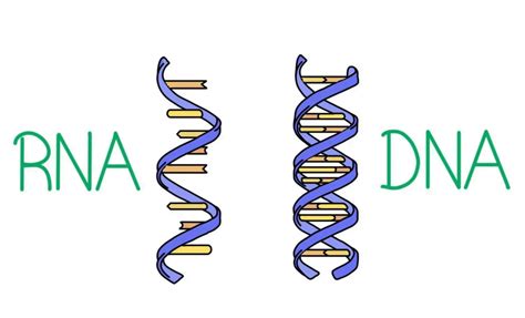 Image result for DNA vs RNA Extraction