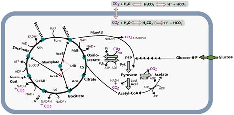 Impact of Elevated Levels of Dissolved CO2 on Performance and Proteome ...