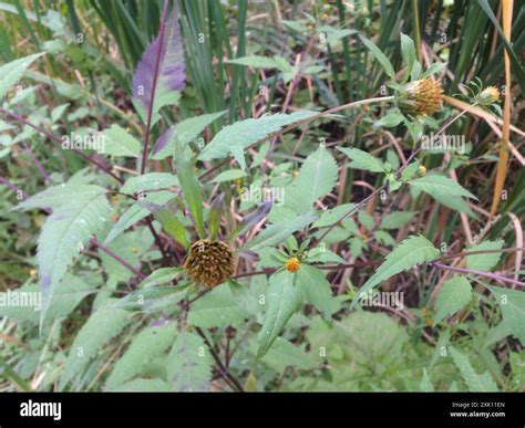Devil's Beggarticks (Bidens frondosa) Plantae Stock Photo - Alamy