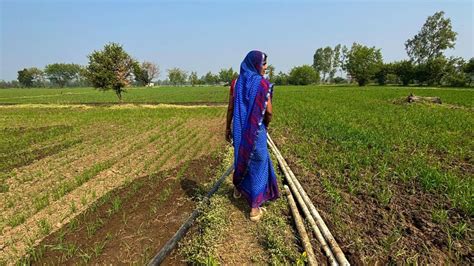 Wheat vs. Jowar: Can India’s MSP Strategy Avert a Groundwater Crisis -1 ...