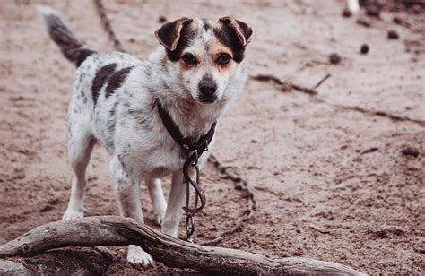 Pet Monkey Aggression 的图像结果