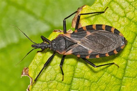 Kissing Bugs Are Creeping Into Florida Homes—and They're Carrying a ...