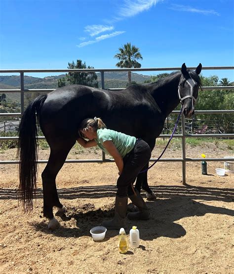 Non-Tranquilized Sheath & Mare Cleaning — Horses By Hallie