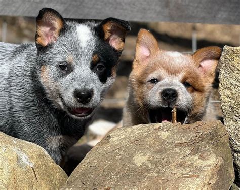 Australian Cattle Dog Red Heeler Puppies