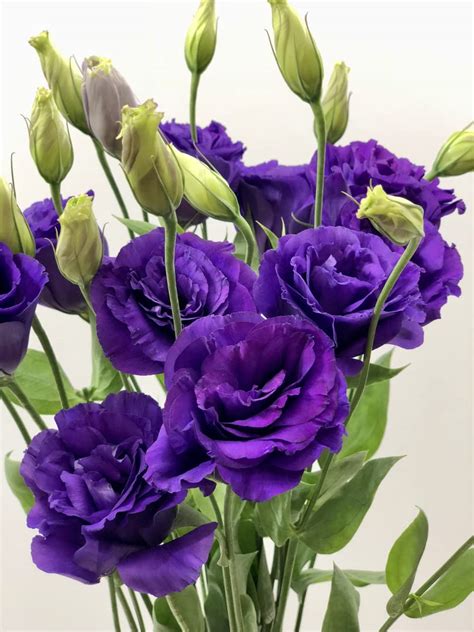 Ankam Lisianthus Blue Imported Flower Seeds For Home Gardening Pack Of ...