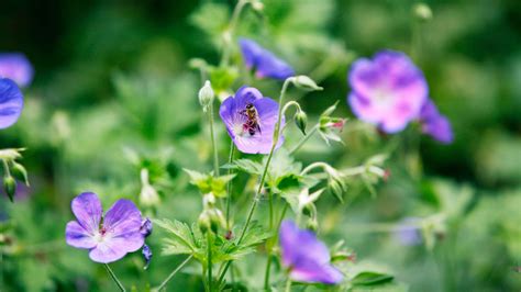 Nature Plant 的图像结果