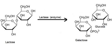 Write the products of hydrolysis of lactose.