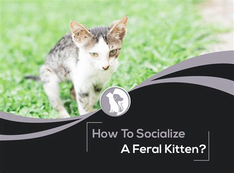 How To Socialize A Feral Kitten?