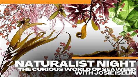 Naturalist Night: The Curious World of Seaweed with Josie Iselin, Santa ...
