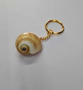 sea Shell Original 6 Pieces Mix Keychain : Amazon.in: Bags, Wallets and ...
