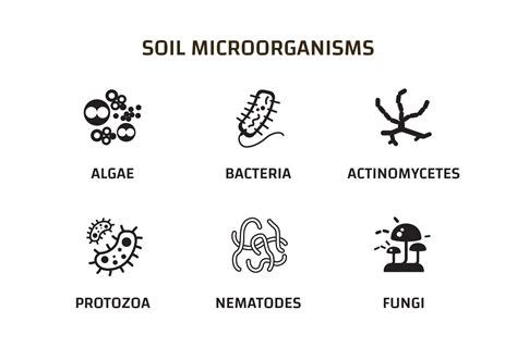 Soil Microorganisms that reproduce in the soil. Soil biology. bacteria, fungi, algae, protozoa ...