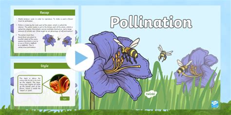 Pollination PowerPoint - KS2 Science- Plant Reproduction
