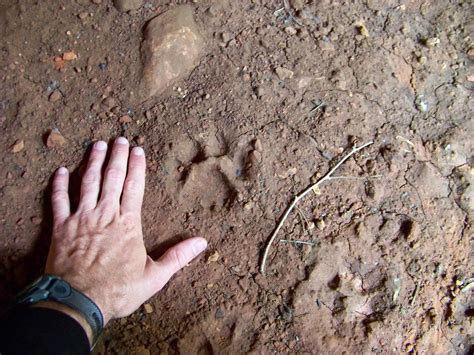 Mountain Lion Tracks