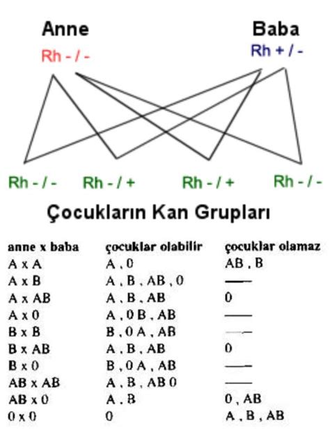 Kan Grupları ve Kan Grubu Uyumları