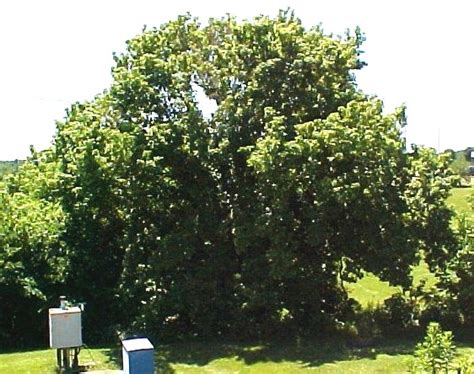 Image result for What Is Box Elder Tree