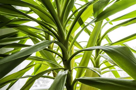 How to Grow and Care for a Yucca Plant Indoors